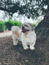 Dog under tree