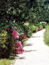 Pink flowering plants in a garden