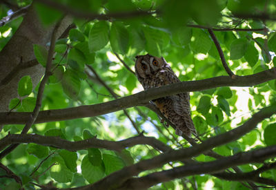 Low angle view of bird perching on branch