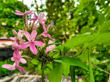 Close-up of pink flowering plant