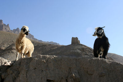 Low angle view of camel on rock against sky