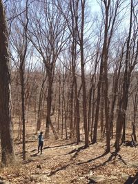 Bare trees in forest