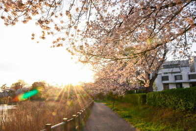 Cherry blossoms on road amidst buildings against sky