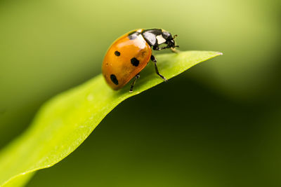 Close-up of orange ladybug on leaf