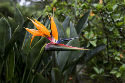 Close-up of flower