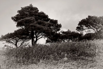 Trees on grassy field