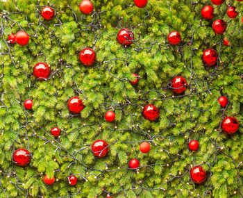 Full frame shot of christmas tree