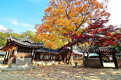 Trees in front of building