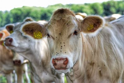 Portrait of cow