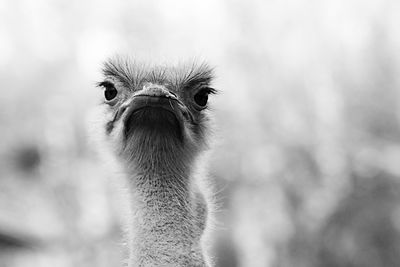 Close-up portrait of a bird