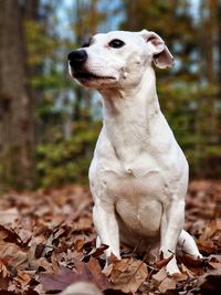 Close-up of dog