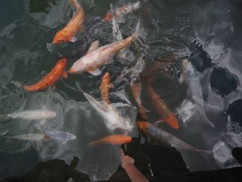 High angle view of koi carps swimming in pond