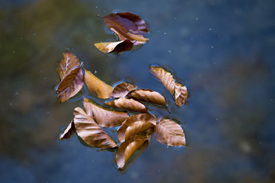 Close-up of leaves floating on water in sea