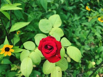 Close-up of red rose blooming outdoors