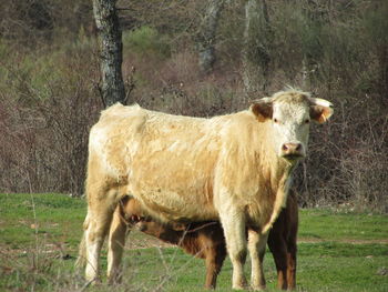 Cow standing in a field