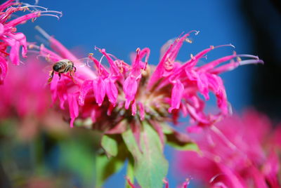 Close-up of bee pollinating on pink flowers