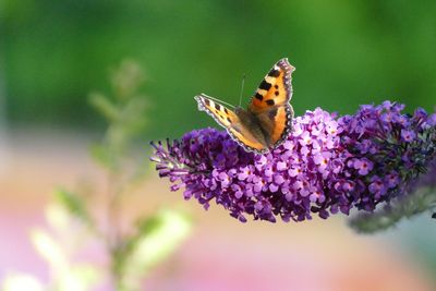 Close-up of butterfly pollinating on purple flower