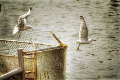 View of seagulls in water