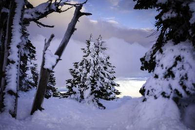 Snow covered trees against sky