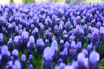 Close-up of purple flowering plants on field