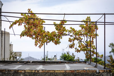 Plants by road against sky