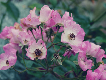 Close-up of pink flower