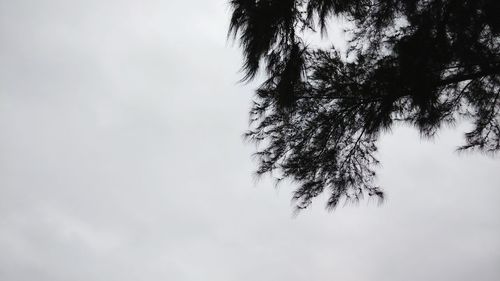 Low angle view of trees against sky