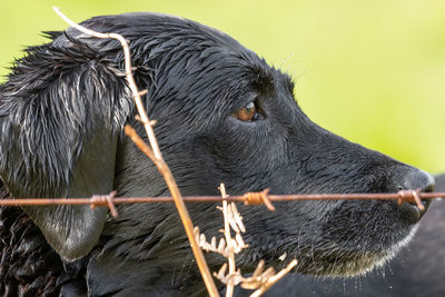 Head shot of a wet black labrador behind a wire fence