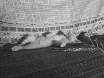 Cat sleeping on sofa