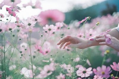 Close-up of hand touching pink flowers