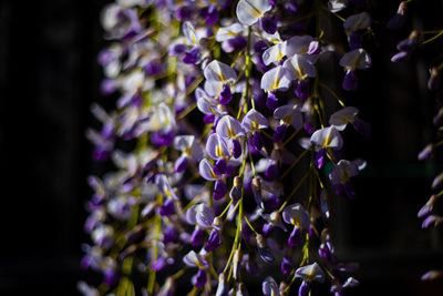 Close-up of purple flowering plant