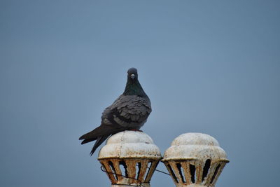 Low angle view of birds perching on metal against sky