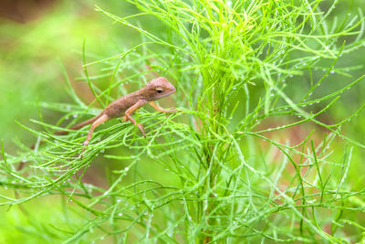 Close-up of a lizard on plant