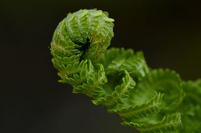 Close-up of plant over black background