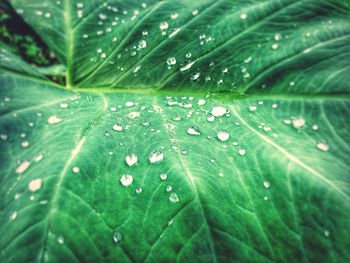 Close-up of water drops on leaves