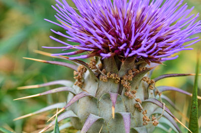 Close-up of thistle flower