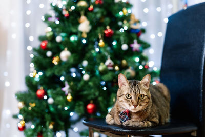 Cat on christmas tree