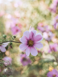 Close-up of pink cosmos flower