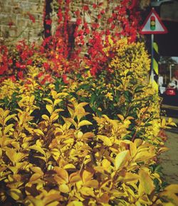 Close-up of flowers blooming outdoors