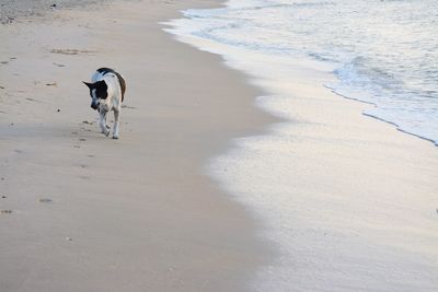 Dog on beach