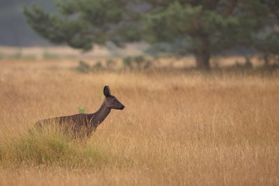 Side view of deer on field