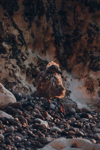 Close-up of seagull chick on rock