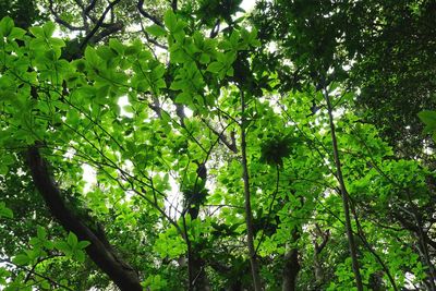 Low angle view of trees in forest