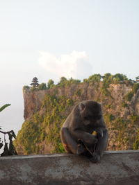 Monkey sitting on tree against sky