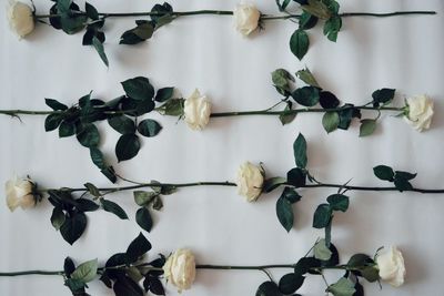 High angle view of white flowering plants on table