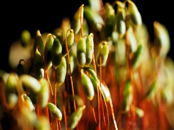 Close-up of flower buds