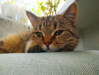 Close-up portrait of a cat