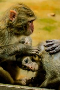 Monkeys sitting outdoors