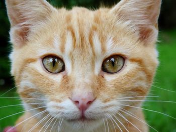 Close-up of cat outdoors