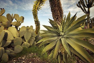Close-up of cactus plant